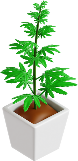 Cannabis Plant Herbal Marijuana